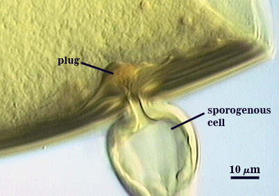 Subtentending hypha sporogenous cell teardorp tube through spore wall to plug