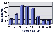 Size distribution graph longer right tail