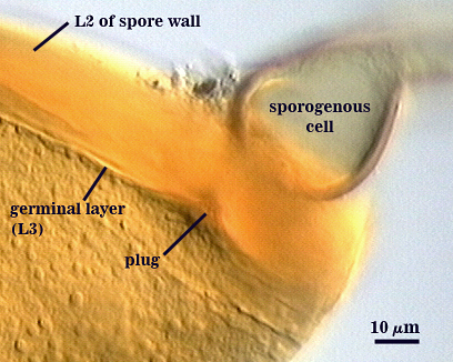 Sporogenous cell teardrop shape attached to spore wall