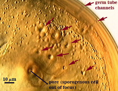 Germ tube channels circular indentations surface