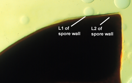 Smashed spore melzers L1 distinct lighter