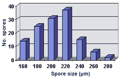 Size distribution graph thin right tail