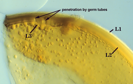 Smashed spore L1 L2 L3 distinct curved lines germ tubes penetrating L2