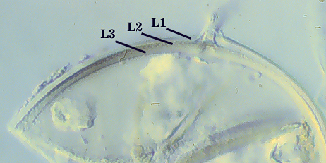 Smashed spore L1 L2 L3 distinct curved lines