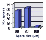 Size distribution graph few at size 100