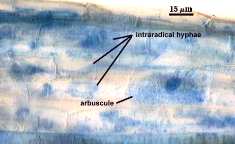 Arbuscule in root soft could of darker blue filling root and hyphae dark blue organic lines 2