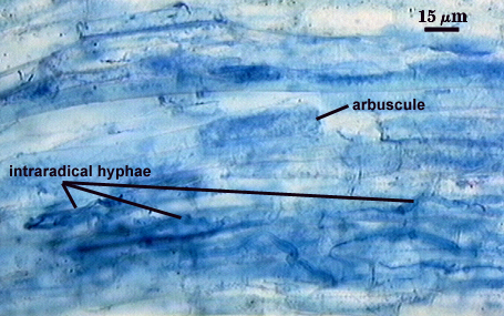 Arbuscule in root soft could of darker blue filling root and hyphae dark blue organic lines