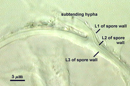 Smashed spore L1 L2 L3 distinct curved lines subtending hyphal wall L1