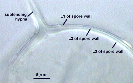 Smashed spore L1 L2 L3 distinct curved lines subtending hyphal wall