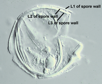 Smashed spore L1 L2 L3 distinct curved lines