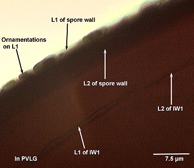 L1 spore wall flatenned bumps ornamentations L2 thick L1 L2 IW1 very thin inner