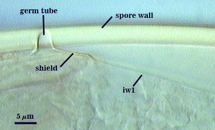 Germ tube emerging through spore wall from germination shield