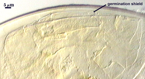 Germination shield long thinnish lump under spore wall line