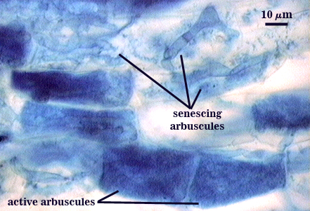 active and senescing arbuscules