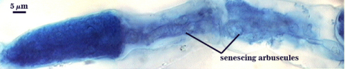 Senescing arbuscules darker blue cloudy within root cell