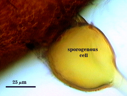 sporogenous cell round droplet shape thin leyer attaches bottom to spore