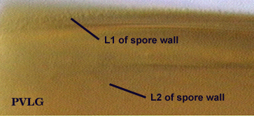 L1 L2 sporewall L2 thicker than L1A