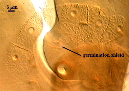 Germination shield irregular shape dots holes around edges