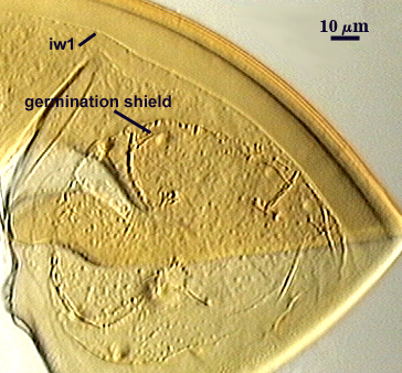 Germination shield irregular round flat shape