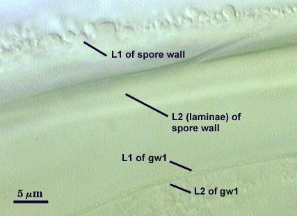 Smashed spore L1 ornamented L2 sporewall thicker L1 L2 of gw1 thin inner