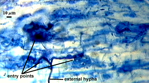 External hyphae entering root tissue