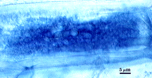 Arbuscule dark blue dense bush of fungal material within cell