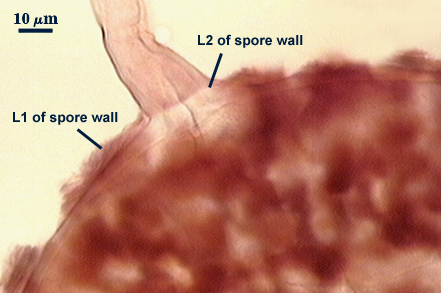 L1 spore wall fuzzy outer L2 defined line
