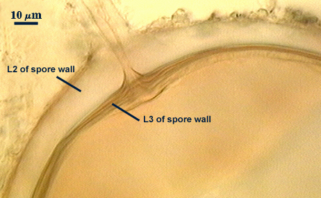 Spore wall L2 Thick pale L3 darker inner