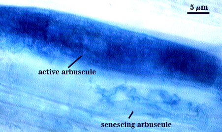 Active arbuscule dark blue fungal material fill cell senescing arbuscule wisps of dark blue within cell