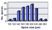 graph of size distribution tails narrow at 120 and 240