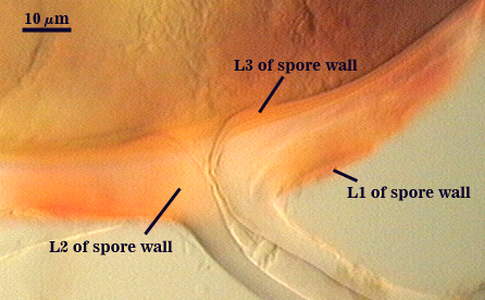Smashed spore L1 L2 L3 attachment