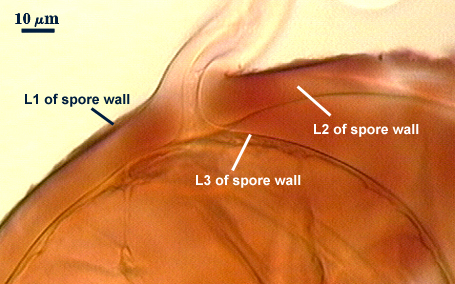 Spore wall L1 dark outer line L2 thick orange intermediate line L3 gap inside L2 then thin line