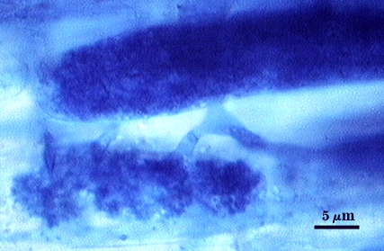 Dark blue hypha stem with dense bush of tiny hyphae within root cell arbuscule