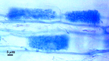 Dark blue soft rectangle in lighter blue root tissue arbuscules dark blue lines betwenn cells hyphae
