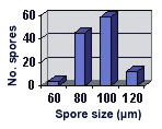 Graph of size distribution 100 between 80 and 100 micrometers