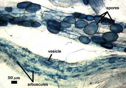Arbuscules spores hypha vesicle small dark oval sac like
