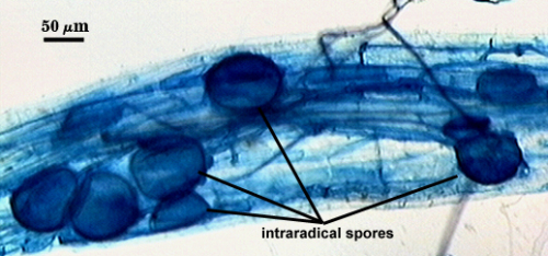 Intraradical spores dark blue edged circles in lighter root tissue
