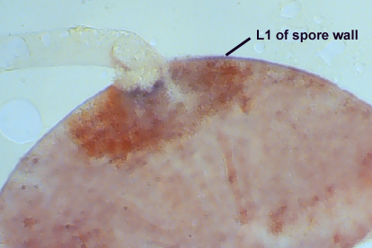 Partial circle with stem spore and attachment