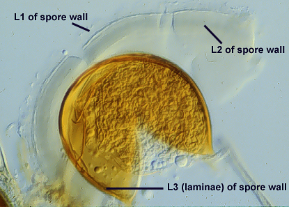Smashed spore L1 and L2 detaching L3 thin innermost attachment