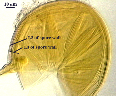 Smashed spore L1 degraded gone L2 thick L3 thin innermost attachment