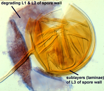 Smashed spore L1 detaching L2 thick within L1 L3 thin innermost attachment