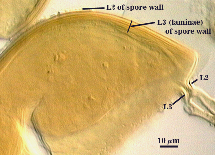 Mashed spore L2 L3 attachment hollow tube like