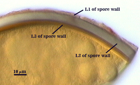 Smashed spore L1 L2 L3