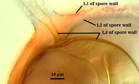 Smashed spore L1 separating L2 L3 hypha stem like