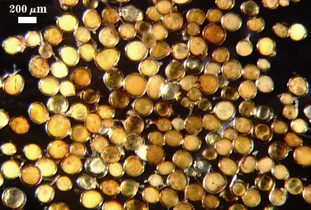 Sparkling yellow brown spheres darkly transparent outer layer
