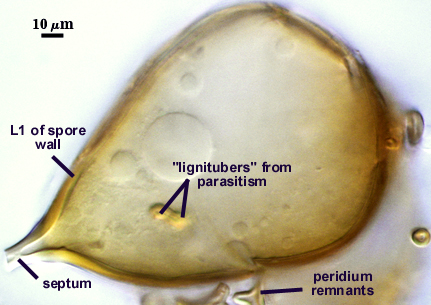 Obovate spore spots are lignitubers from parasitism