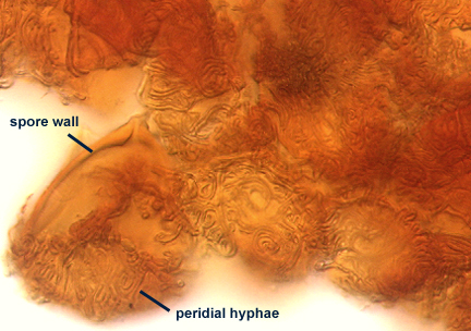 Peridial hyphae tight packed curved linear shapes surface of spore