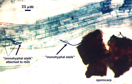 Sporocarp fuzzy clump obovate spores attached to root by mono hyphal stalk