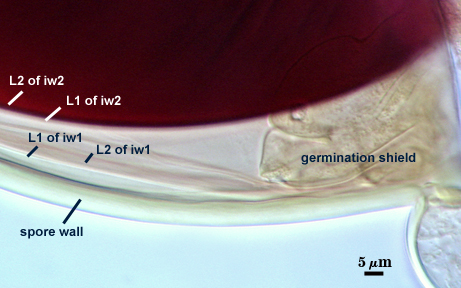 All distinct layers germination shield between iw1 and iw2 second image
