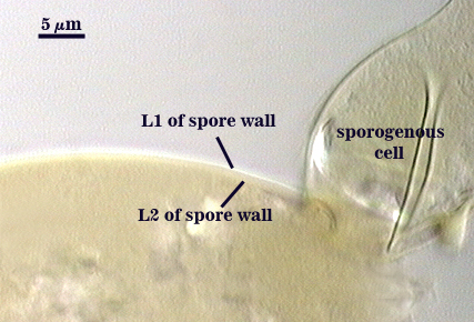 L1 L2 form outer line sporogenous cell smaller elliptiod
